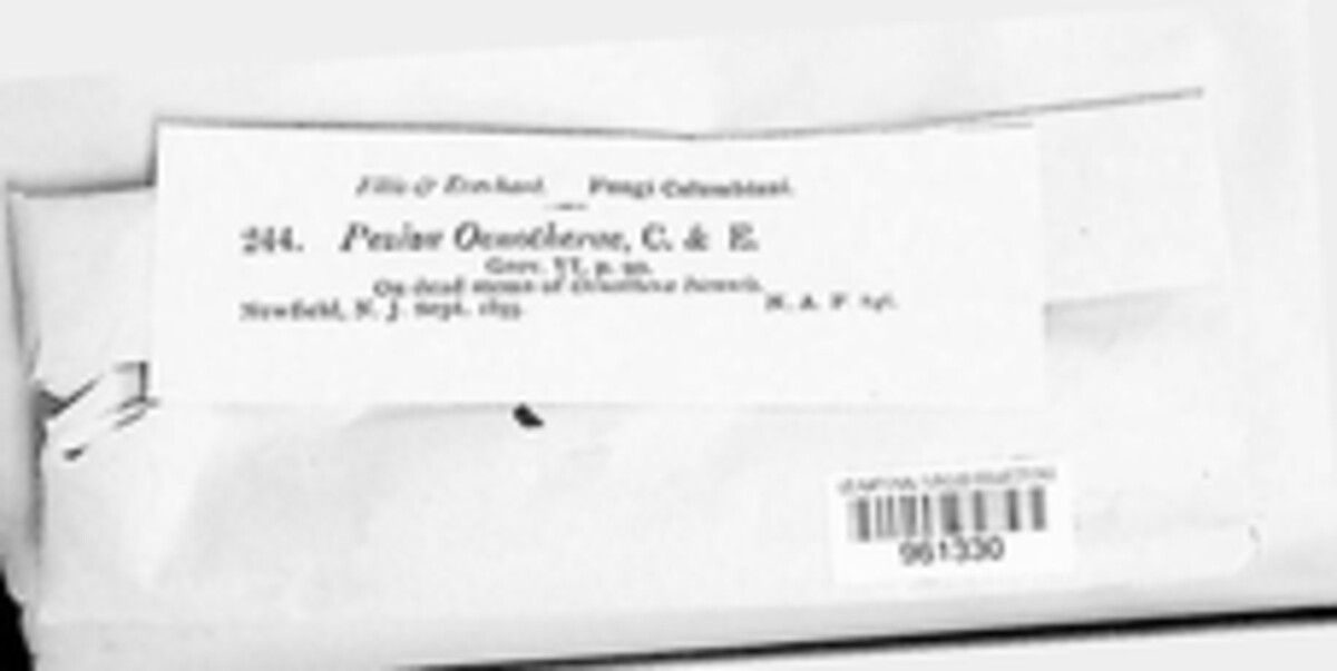 Discohainesia oenotherae image